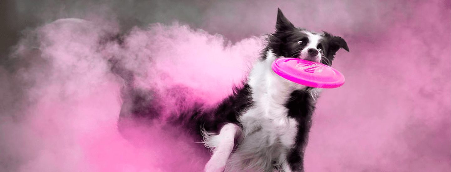 10 things you need to know before a pet colour powder photoshoot – Ministry  of Colours