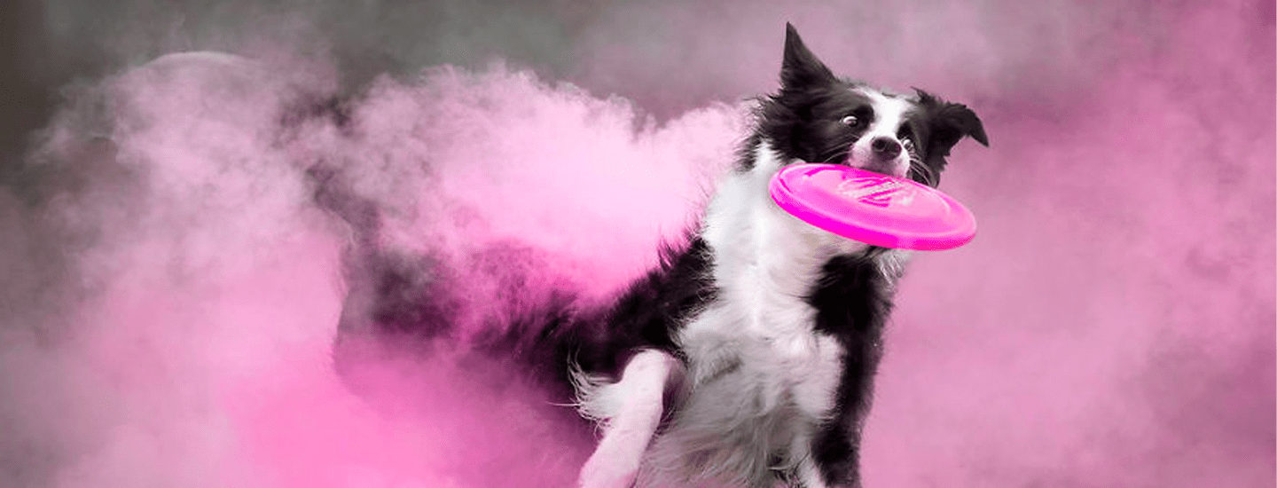 dog with colour powder